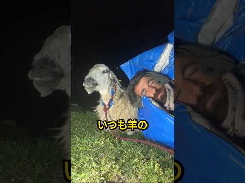 羊飼いたちが夜に使う秘密のワザ