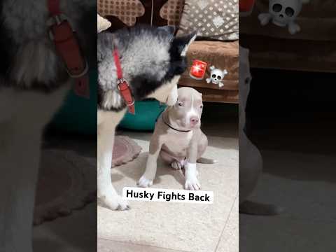 Bully dog Under Attack 🚨☠️ #shorts #dog #husky #pitbull | Review reloaded