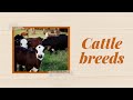 Cattle Breeds and Characteristics