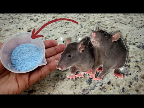🔴VOCÊS SÓ VÃO PRECISAR DE 2 INGREDIENTES E OS RATOS VÃO SUMIR DA SUA CASA!