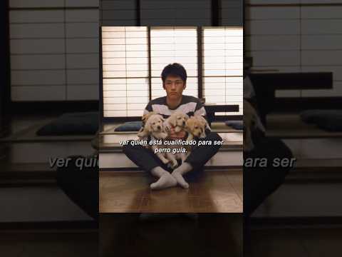 Desde cachorro los instruyen para ser un perro guÃa #movie #peliculas #film