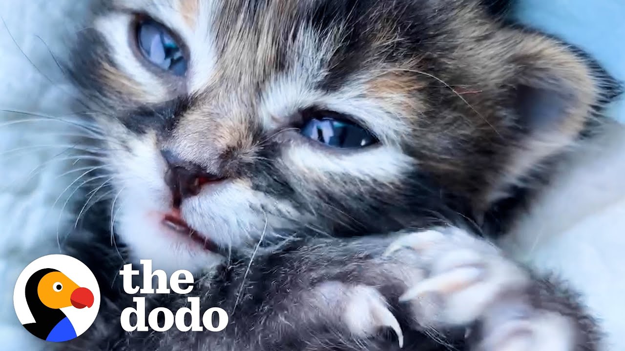Woman Wasn't A Cat Person Until She Met This Kitten Soulmates