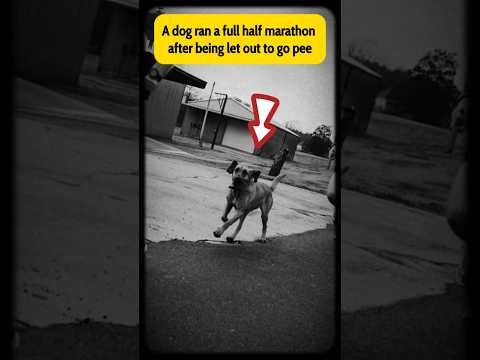 A dog ran a full half marathon after being let out to go pee #dog #stories