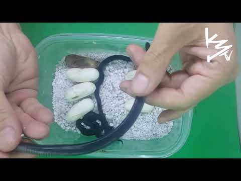 BLACK African House Snake Breeding Cluth AWESOME!!! #K3Reptiles