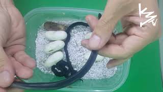 BLACK African House Snake Breeding Cluth AWESOME!!! #K3Reptiles