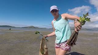 Help Save the Mangoves! Volivoli Beach Resort - Fiji