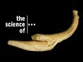 Manatee Bone Characteristics and Conservation