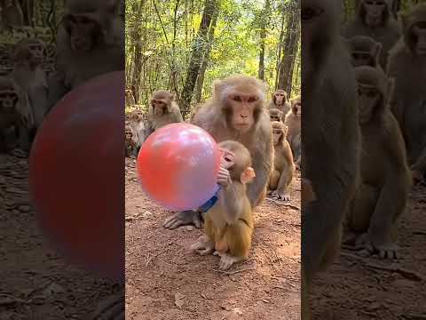 Funniest Monkey Moments You'll Watch Today!#FunnyMonkey #Monkey Prank #funnyshorts #viralshort #fyp