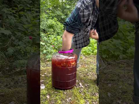 САМЫЙ Дачный Пунш в МИРЕ! #shorts #alcohol #рецепт #простойрецепт #cocktail