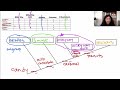 Understanding Cladograms