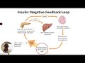 Feedback Mechanisms and Homeostasis
