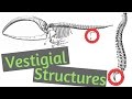 Understanding Vestigial Structures in Animals