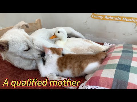 So funny!The female dog tames the rooster and becomes a mom to kittens and ducks!So cute and healing
