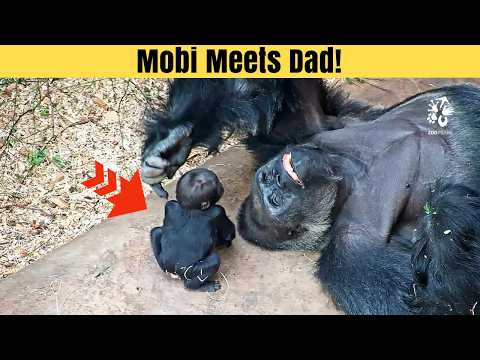 Mobi the Baby Gorilla Meets Dad for the First Time!