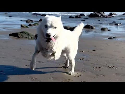 Perro Con Discapacidad Conquista Internet Con Su Forma de Caminar