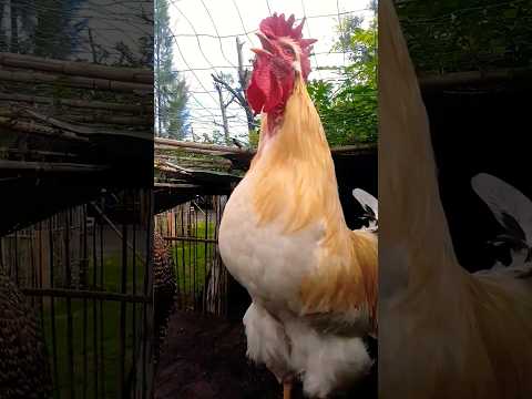 Gallo cantando #feedshorts #gallos #chicken #rooster #animals