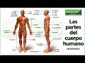 Exploring Body Parts in Spanish