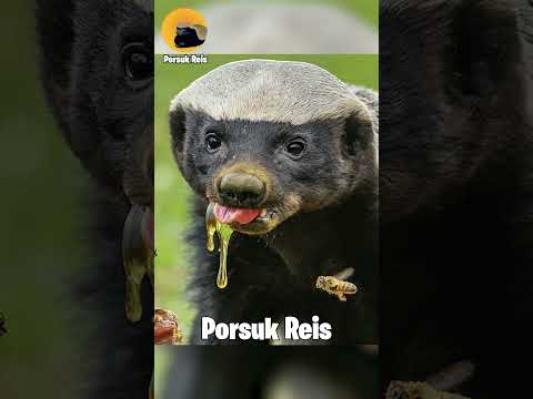 Bal porsuğu osurursa eğer kimse onun alanında nefes alamaz #balporsuğu