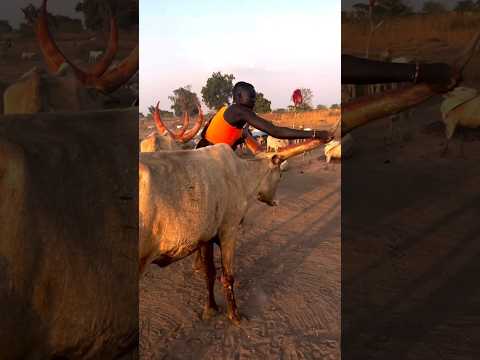 Mundari tribals have become troubled by their cows.#viralvideo #shortsvideo