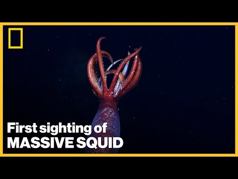 First live sighting of massive Antarctic squid caught on camera by Nat Geo