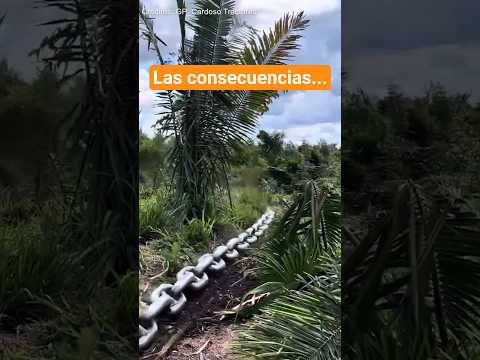 Dos Bulldozers y Una Cadena ¿Limpieza real?