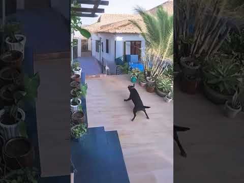 ONÇA ENTRA NA CASA E ATAC0 U CACHORRO A DONA CHEGA NA HORA.