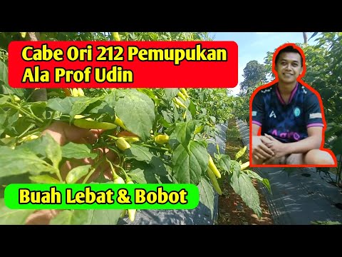 Cabe ori 212 pemupukan ala prof udin