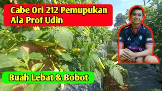 Cabe ori 212 pemupukan ala prof udin