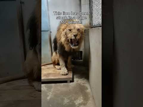 His life has changed for the better 🥹 #animals #lion