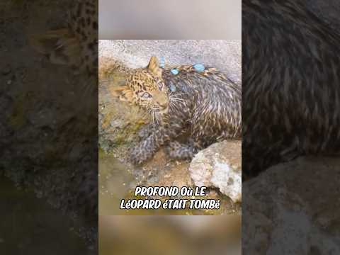 Une jaguar demande l'aide des humains pour sauver son petit