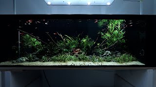 Simple Aquascape you can do!