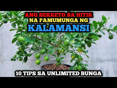 10 TIPS SA HITIK NA BUNGA NG KALAMANSI