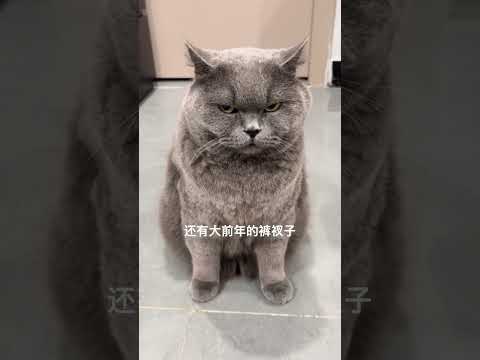 无语都写在脸上了😑#猫猫我啊脑瓜子嗡嗡的 #猫猫的心思全写在脸上了 #肥猫 #高冷猫