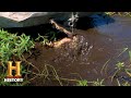 Teamwork and Diversity in Alligator Catching