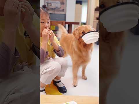 Ever since getting a Golden Retriever, I've never been able to finish a meal in peace自从养了狗，没有一顿是自己吃完