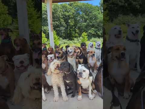all breed dogs | puppy shop | Dog shop | pet supply | pet food Shop | #shorts #cuteanimal #funny