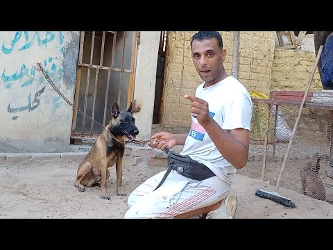 ازاي اعلم #كلبي أوامر #مهمه في الهجوم من البدايه!!