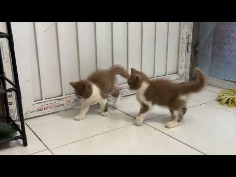 I Raised Kittens for 30 Days .