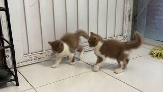 I Raised Kittens for 30 Days .