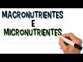 Funções e Importância dos Nutrientes