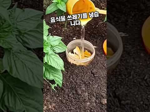 텃밭 해충 잡는 초간단 방법!