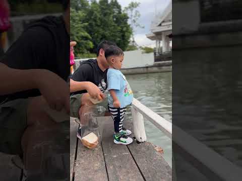 This boy feeding fishes Bread #shortsvideo