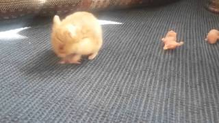 6 günlük hemsıtır