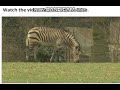 Ecosystem Dynamics and Interactions
