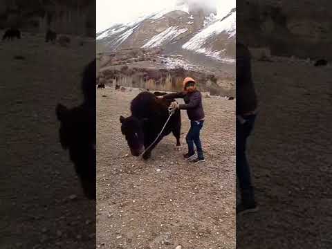 funy video,, trying to yak riding #yakride #funny #horsetrack #nature #mountains #views #chipurson