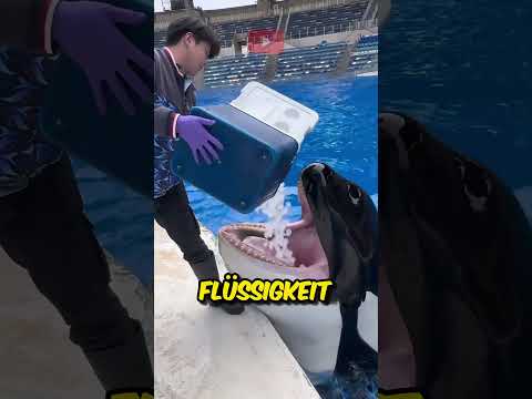 Orcas, die Eis fressen, erklärt #shorts #orca