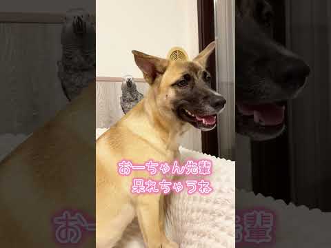 【亡き夫の鳥と生活】インコに反抗期があると聞いてはいたが…