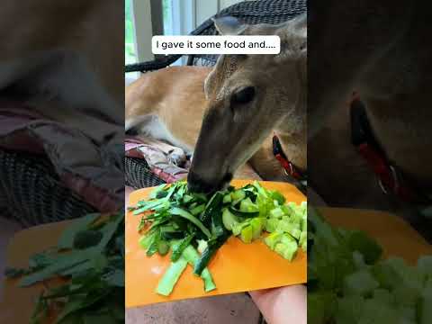 I saved the deer from trouble and then... #shorts #animal