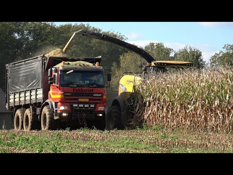 Mais hakselen door Pekkeriet met een New Holland FR550 en 2 Ginaf X 3335 S vrachtwagens (2024)