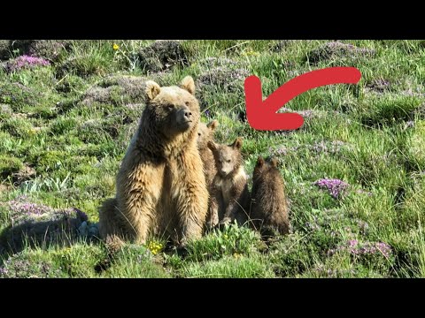 AZ KALSIN AYI VE 3 YAVRUSUYLA KAFA KAFAYA GELİYORDUK ~SİSİN DAĞILMASIYLA HERŞEY ORTAYA ÇIKTI